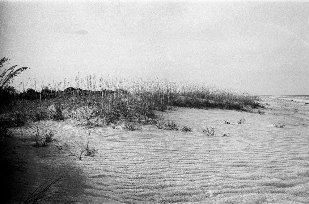 Sand with wind blown ripples at the edge of a dune with sea oats and grasses at the beach. 