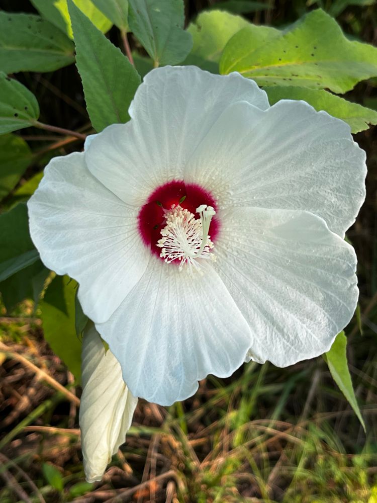 A silky white swamp mallow, or wild hibiscus, with a crimson center. 