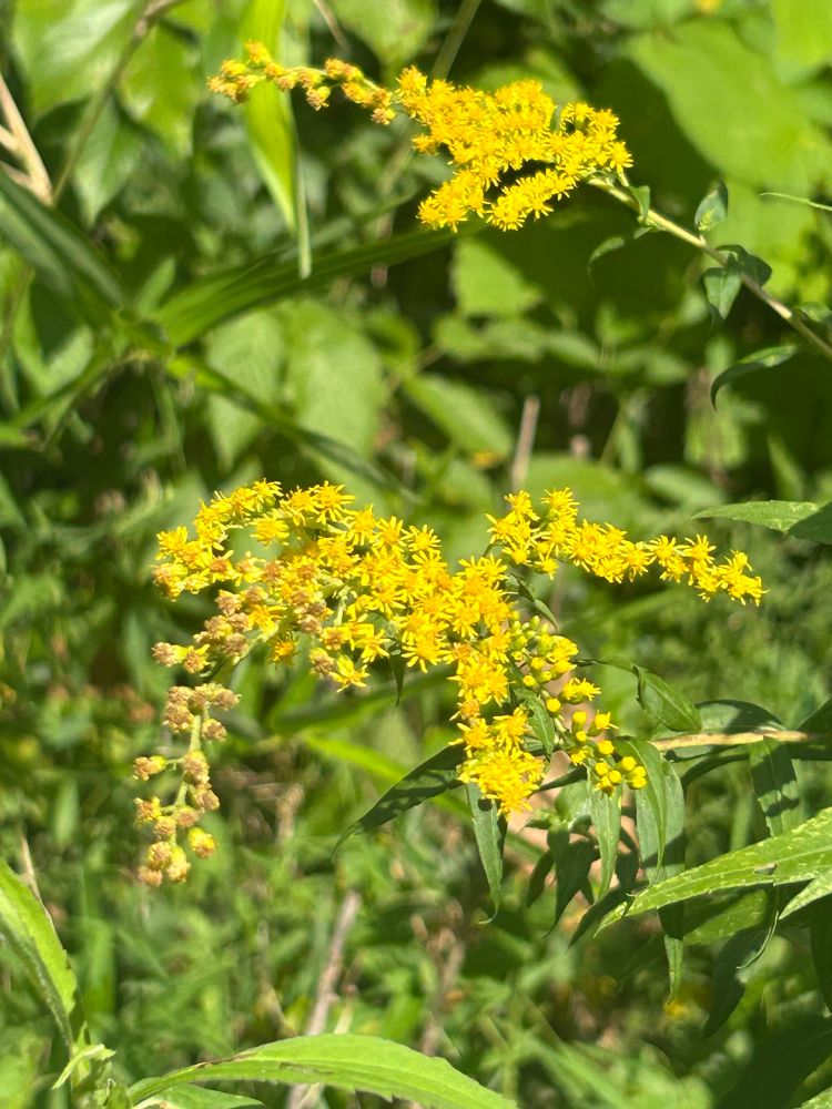 Clusters of bright yellow goldenrod flowers sit among green foliage. 