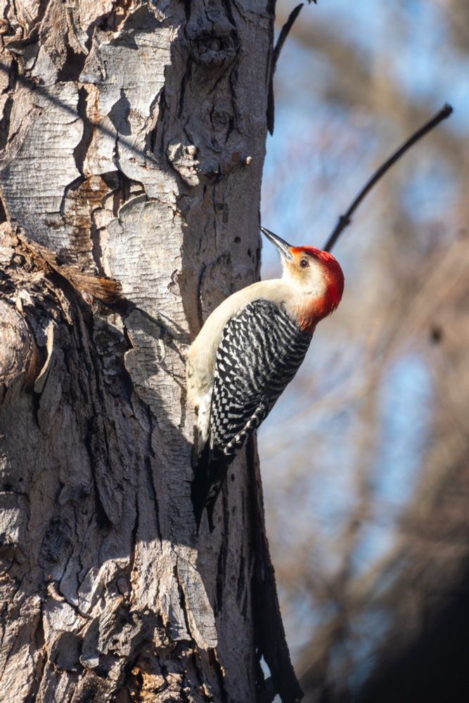 A red bellied woodpecker with a red head like a mohawk and back feathers in a black and white checkerboard pattern.