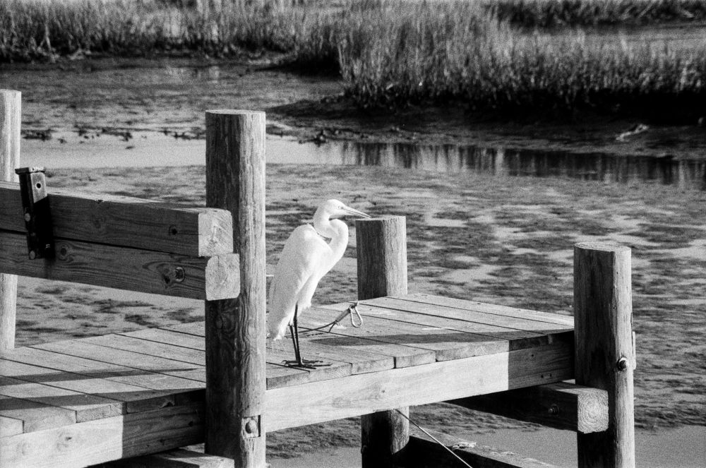 A great egret stands at the end of a dock overlooking a salt marsh. Sea grasses and tidal pools are in view. 