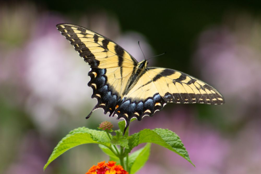 A tiger swallowtail butterfly sits a top a butterfly bush with black stripes across its yellow back.