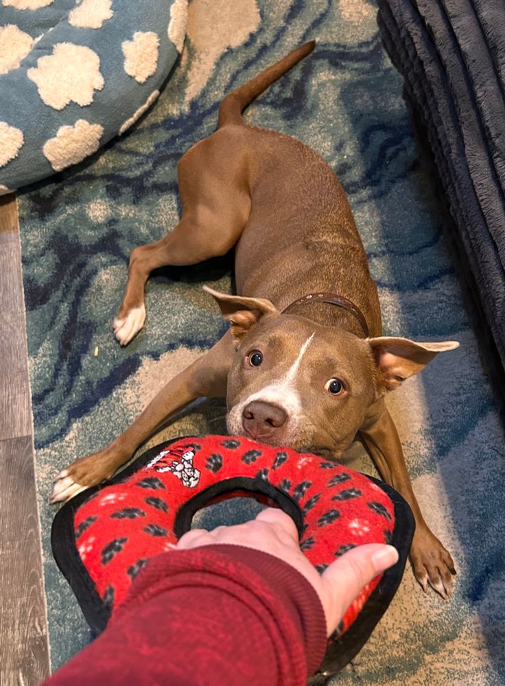 A brown and white pitbull is pulling with all her might on a red ring toy. She’s trying to pull it out of her owner’s hand. All three legs are splayed out to help in her efforts. 