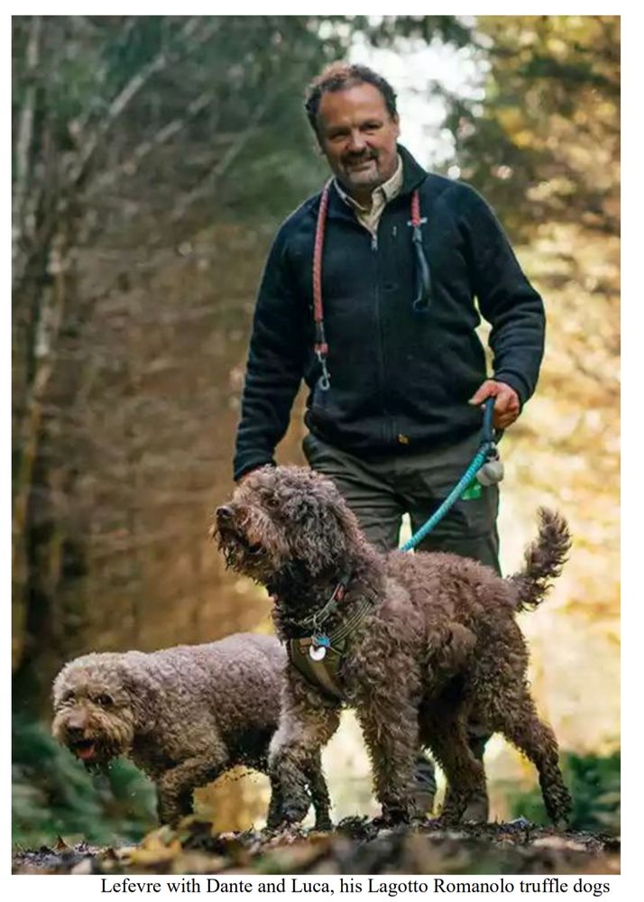 Lefevre with Dante and Luca, his Lagotto Romanolo truffle dog