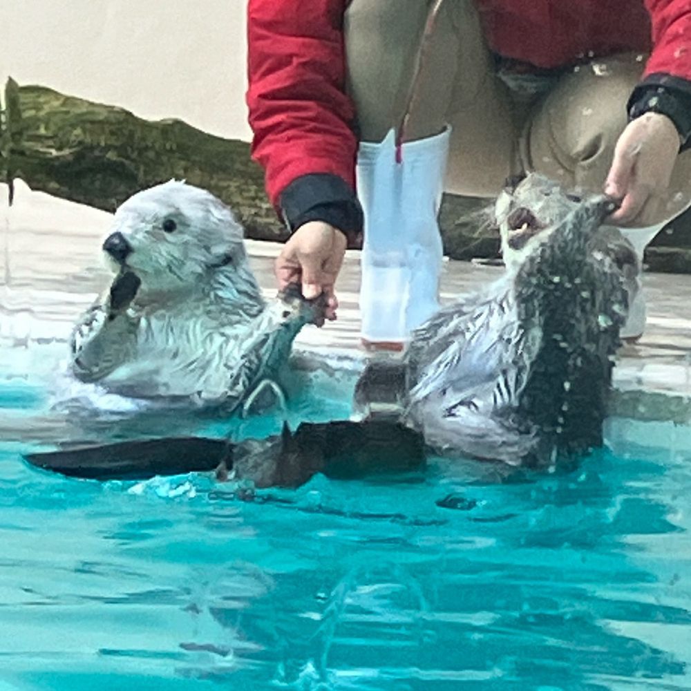 飼育員さんと手をつなぐラッコのメイちゃんとキラちゃん