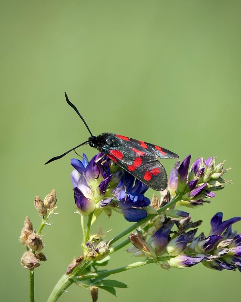 Ein Falter mit langen kräftigen Antennen und je sechs leuchtend roten Flecken auf seinen schwarzen Flügeln saugt an einer blauvioletten Blüte, der Hintergrund ist hellgrün.