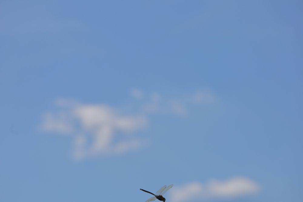 Das Bild zeigt hellblauen Himmel mit unscharfen weißen Schönwetterwölkchen; in der Mitte des unteren Bildrands ist im Fokus eine komplette Libelle zu sehen, die gleich aus dem Foto fliegt.