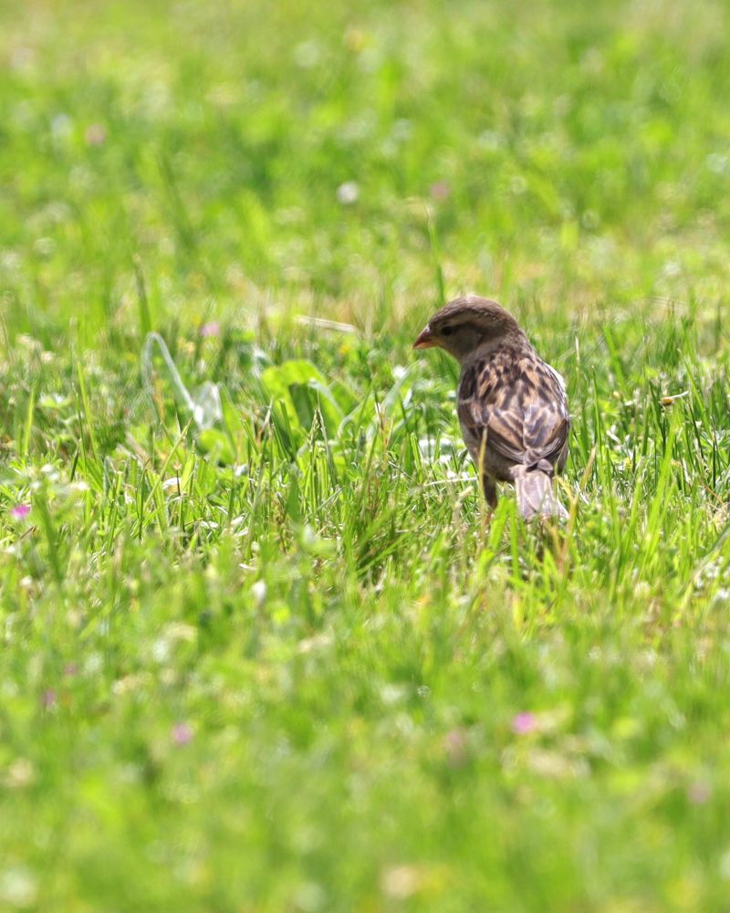 Ein Spatz auf Nahrungssuche in einer grünen Wiese.