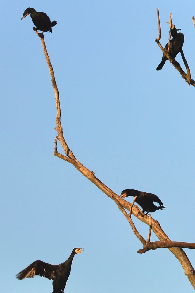 Vier Kormorane, drei sitzen auf einem abgestorbenen Baum, einer kommt von links unten angeflogen.