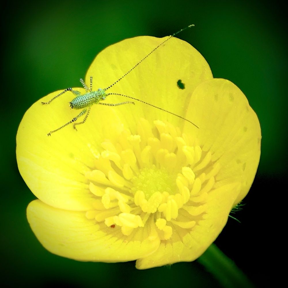 Nahaufnahme: Eine winzige hellgrüne Schrecke mit schwarzen Punkten sitzt auf einer gelben Blüte. Der Hintergrund ist unscharf grün.