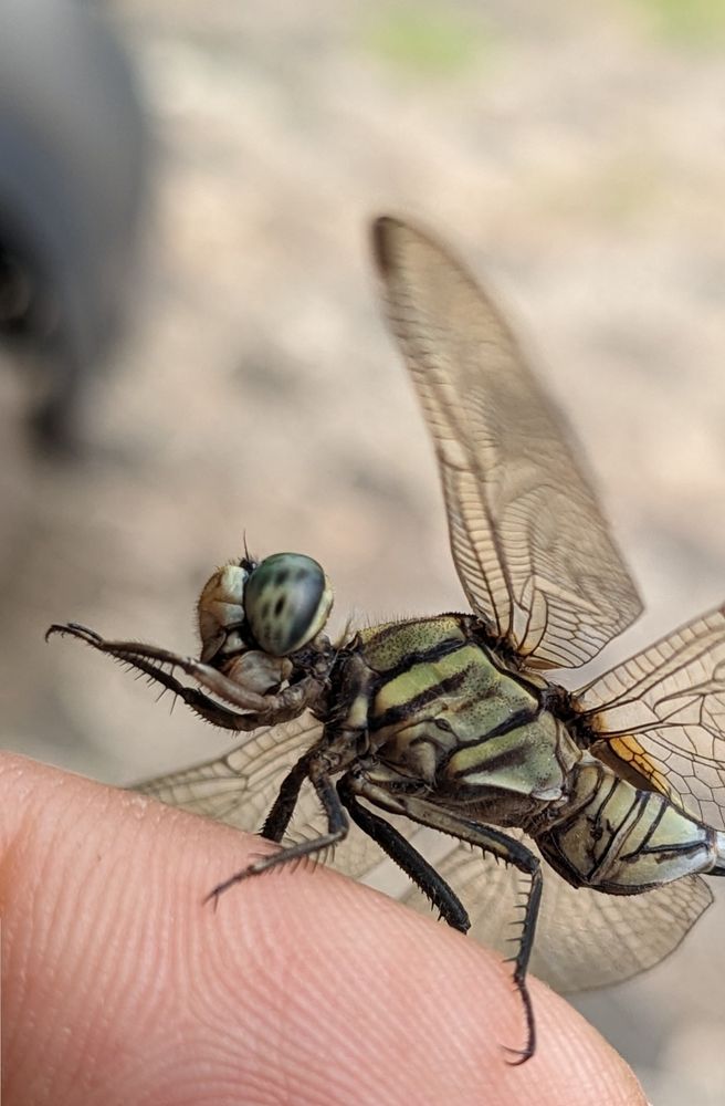 A stunned dragonfly, which refuses to fly