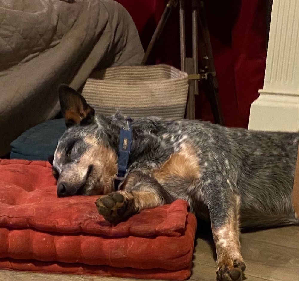 Sleeping cattle dog on a floor pillow 