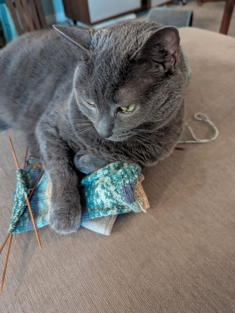 Gray cat on a beige couch with his paws over a sock knitting project 