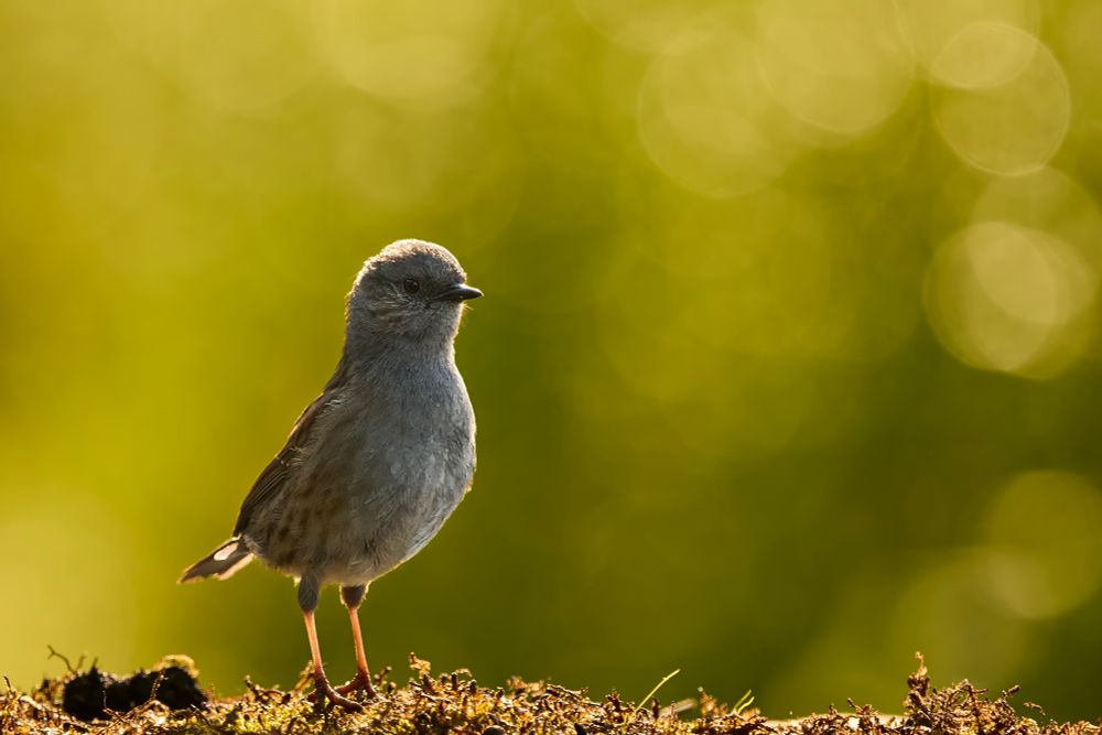 Dunnock standing tall before a sunny green background. The birds are backlit, so the orange legs shine bright.