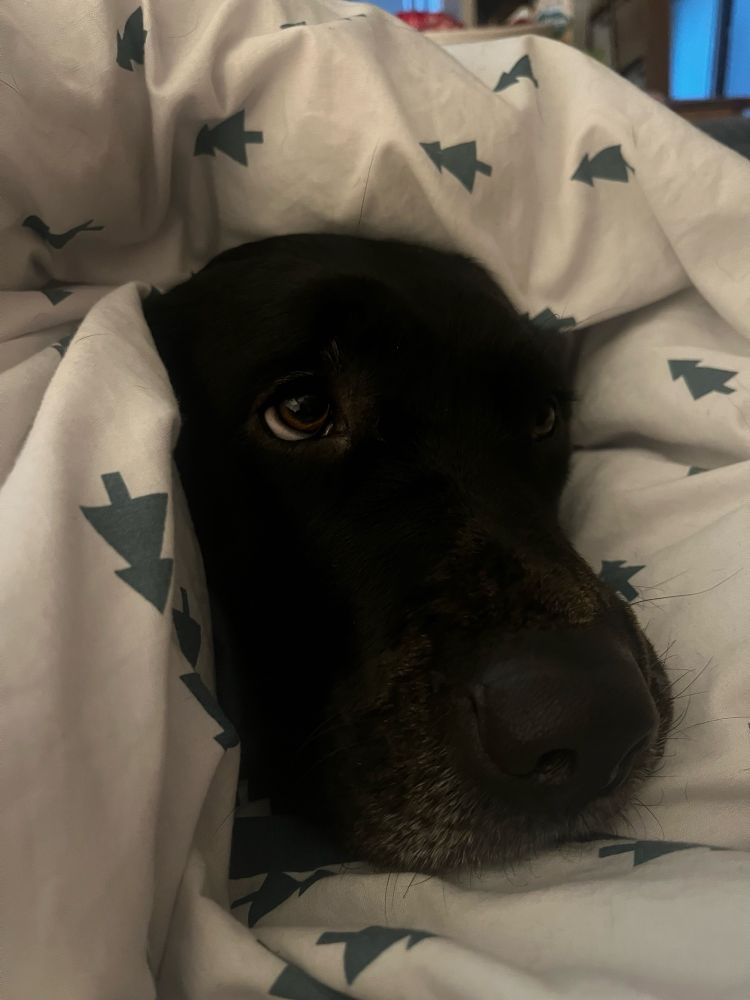 A black Labrador’s head poking out of a giant duvet 