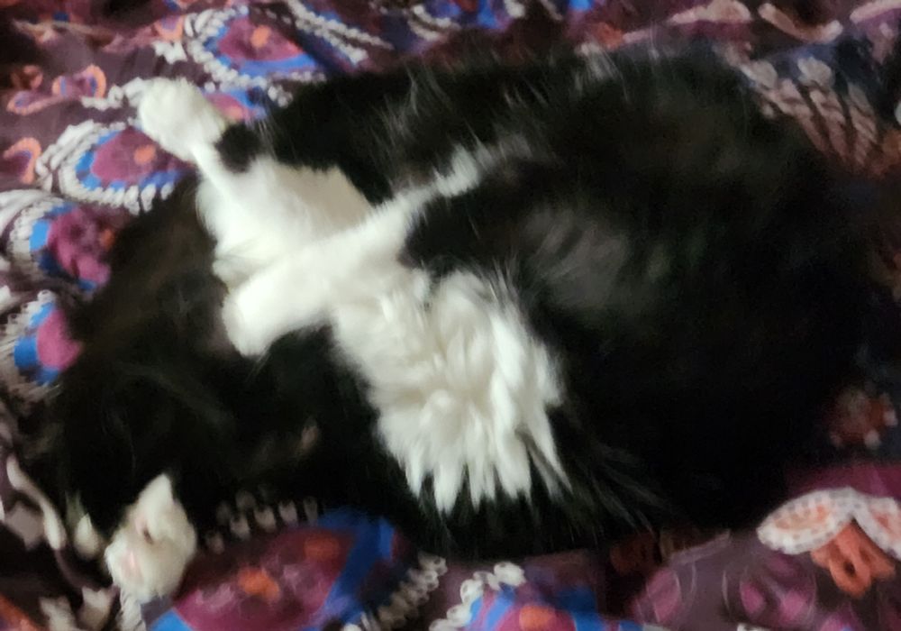 Cat curled in a ball on bright Paisley pattern