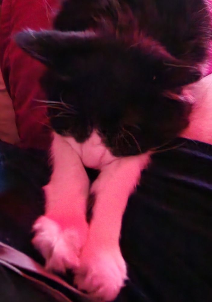 Cat with front arms stretched out