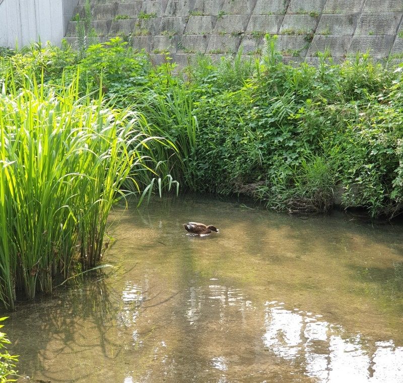 여름에 찍은 성북천 수풀과 암컷 청둥오리입니다. 물은 잔잔하고 먹이를 찾는 오리의 깃털이 반짝거립니다. 제가 찍은 것 중 제일 좋아하는 사진입니다.