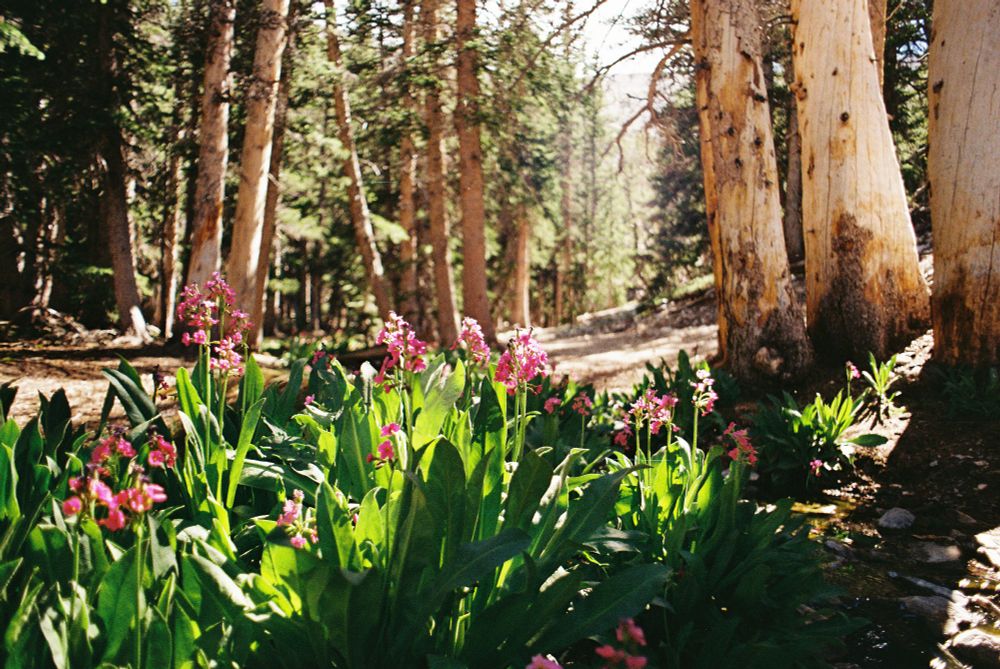 Bright pink flowers growing beside a small streem, with trees in the background