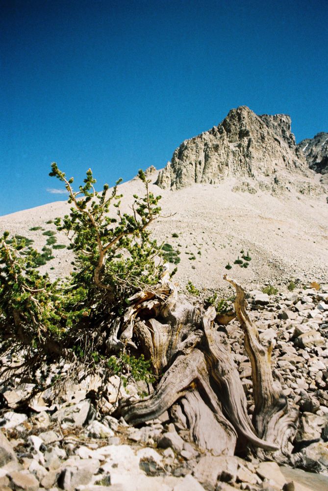 A bristlecone pine with a mountain in the background