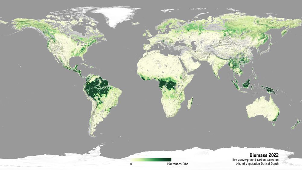 Mappa del mondo in proiezione cartografica di Mercatore che mostra la densità della biomassa. Su uno sfondo grigio, i continenti e le terre emerse sono rappresentati con colori che vanno dal giallo pallido a diverse tonalità di verde. Le terre più fredde, ai poli, sono rappresentate nel colore bianco. In basso a destra la dicitura 'Biomass 2022'. 