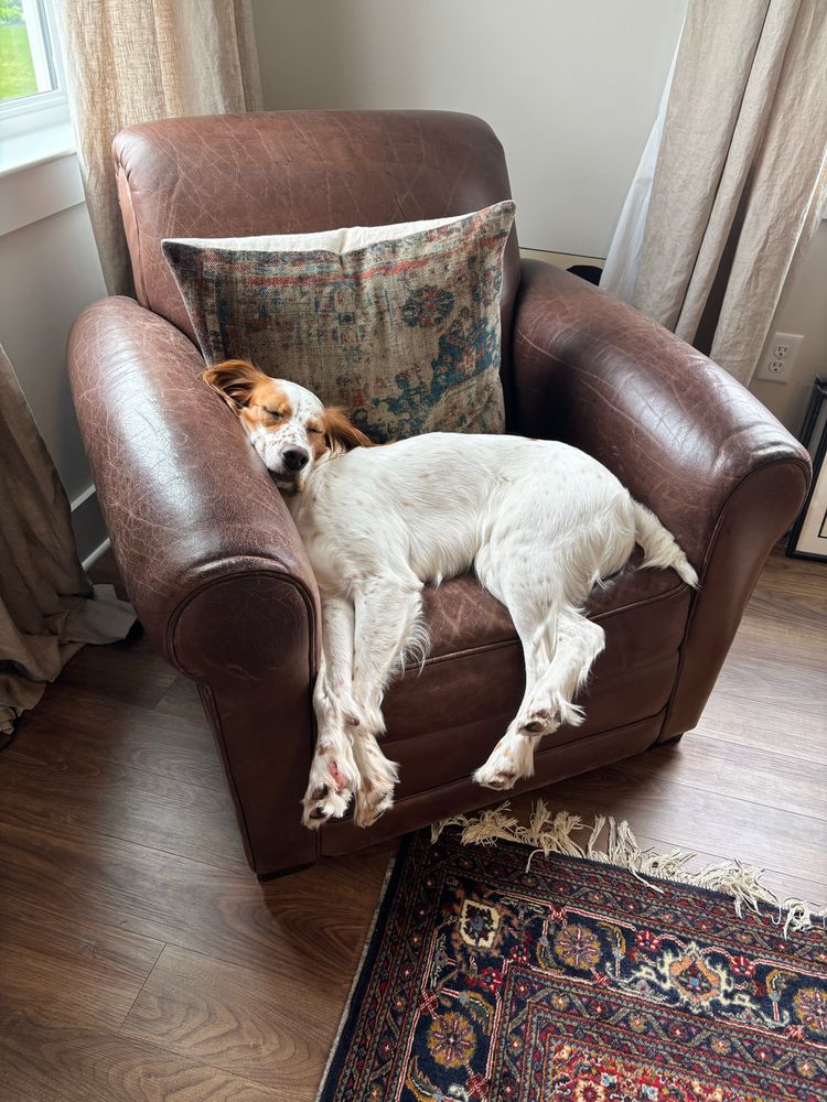 Sleeping Setter