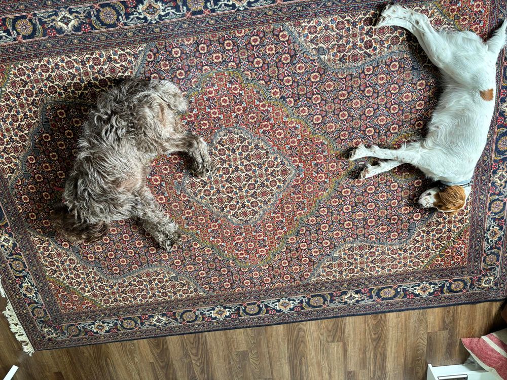 Two sleeping dogs 