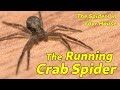 An in-depth look a the spiders you may find in your house, and how to identify the spider, including how you can expect the spider to behave, interesting or ...
