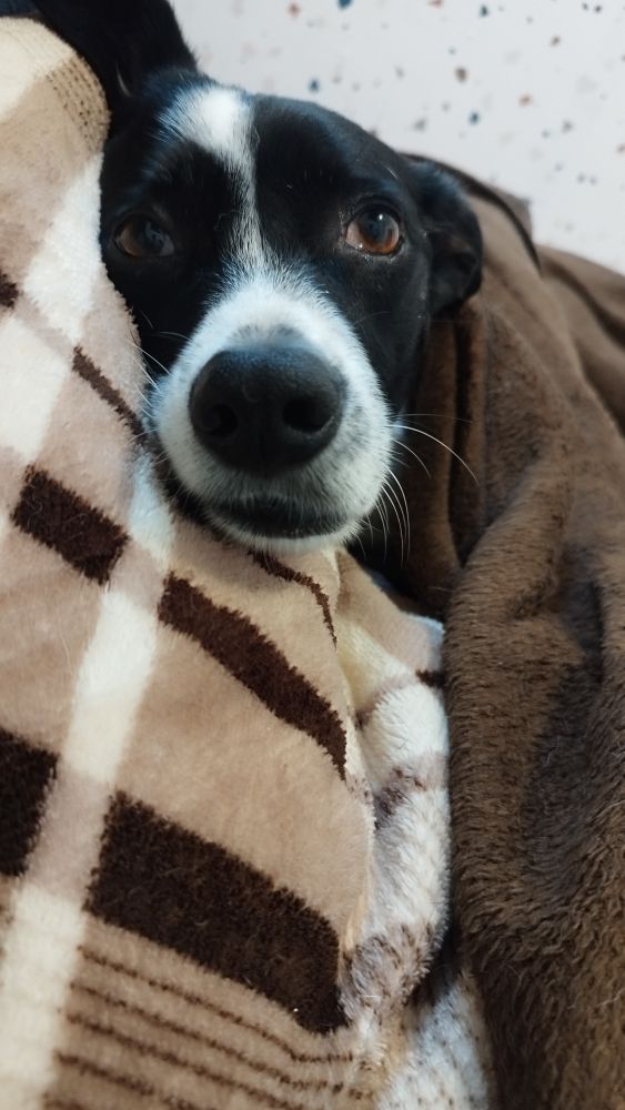 Cachorro com cara preto e branco deitado em uma coberta xadrez com COBERTINHA marrom 