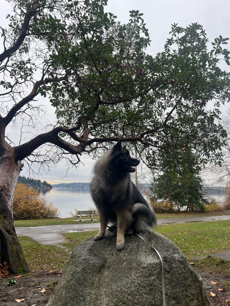 A fluffy dog sits on a rock in a park, in front of a beautifully spindly tree and a placid lake.