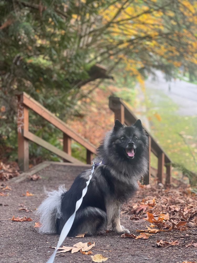 A black & grey fluffy dog sits in front of a staircase with fall leaves all around him. He’s smiling.