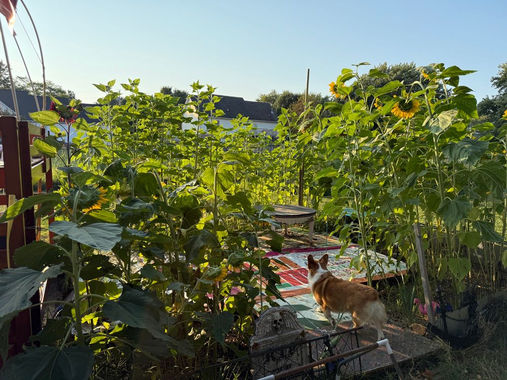 Photo from outside of the room. A platform covered in event banners from a farmer’s market. There are some tables and chairs on it. It’s completely surrounded by tall sunflowers. Giving it the appearance of a room. My corgi is standing in the entryway. 