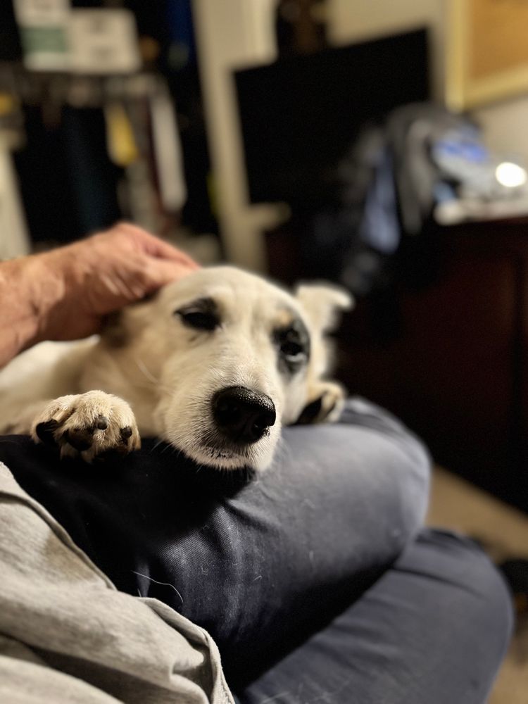 My white dog Ava relaxes on my thigh as I stroke her head.