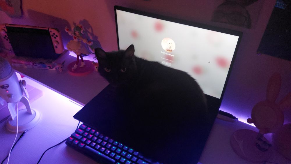 A black cat, looking up to the camera while laying on the camera-persons laptop.