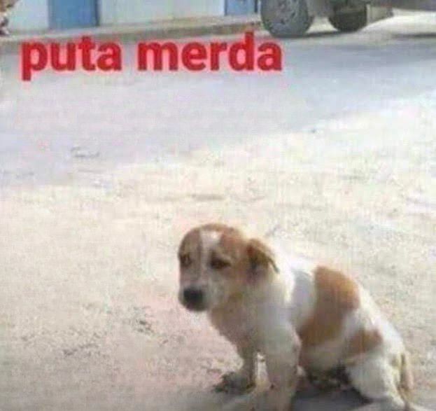 foto de um cachorro filhote com cara de incomodado e os dizeres "puta merda" em vermelho acima dele