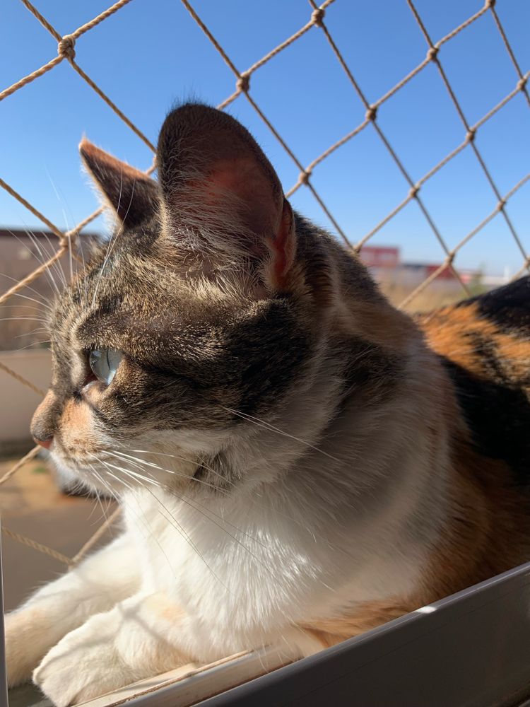 Gatinho na janela pegando sol