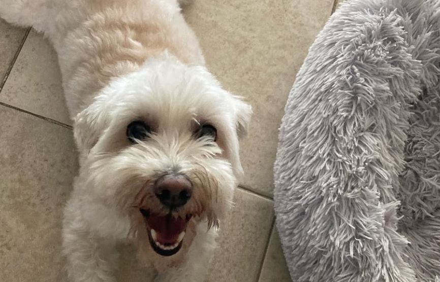 A white fluffy dog looking like he's smiling next to a dog bed.