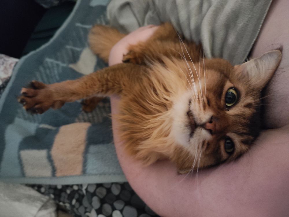 Fluffiga katten Mysak gosar runt min arm och tittar kärleksfullt in i kameran.