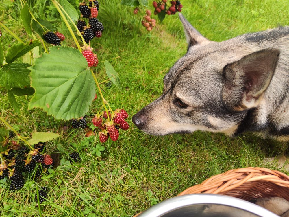 Hunden Finn nosar på björnbär 