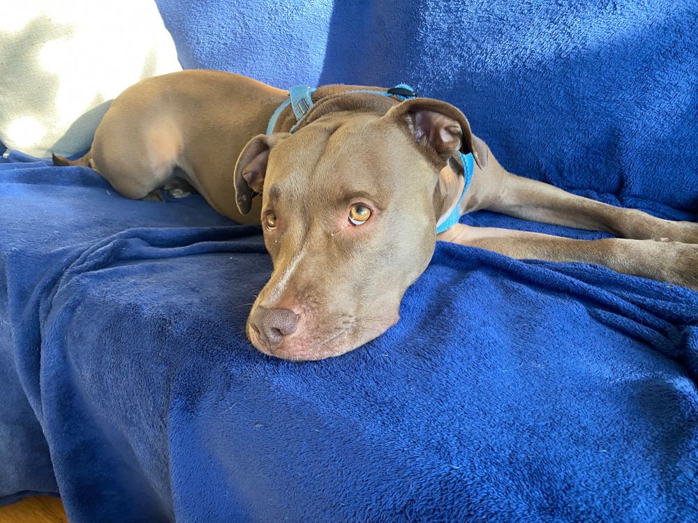 Dog layed on couch looking upwards 