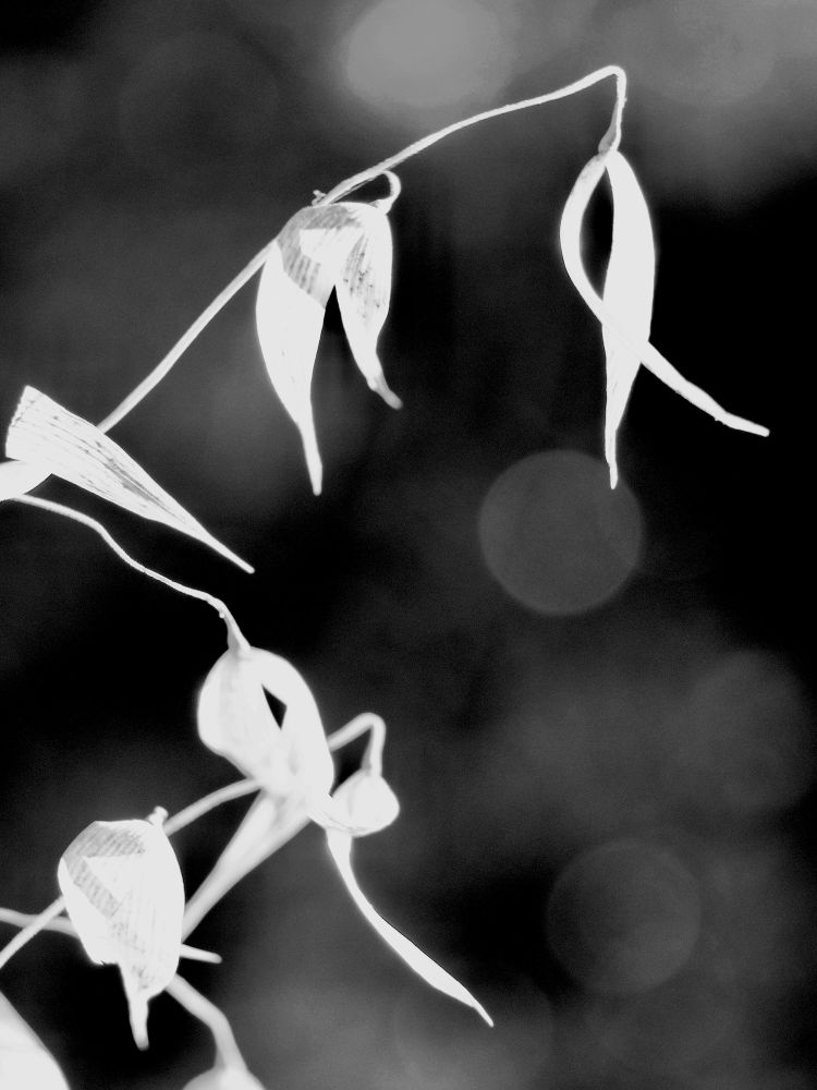 Dried Weeds
Rosemead, California
July 30, 2025