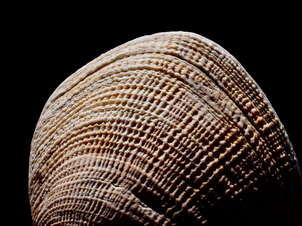 Clam Shell
July 27, 2025