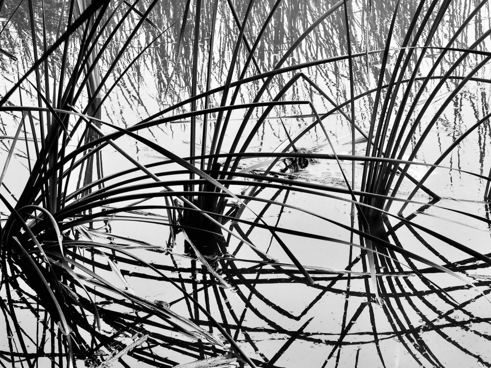 Cattails in Reflection
South El Monte, California