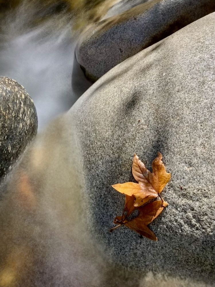 Blurred Presence
Arroyo Seco
Altadena, California