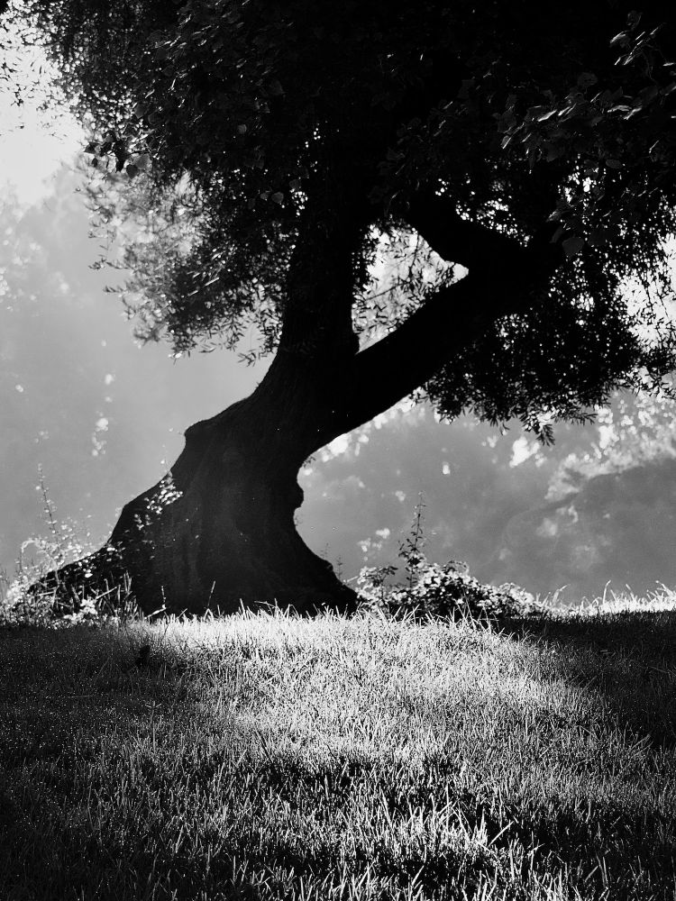 Standing in the Morning Light