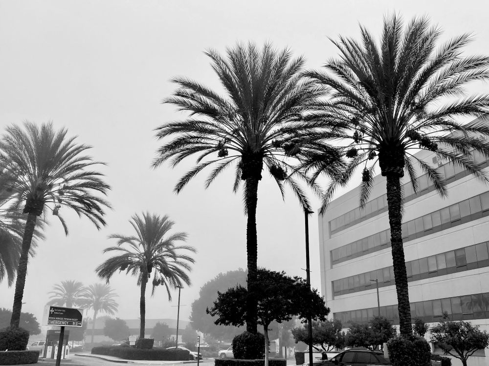 Palmscape
San Gabriel Valley Medical Center
San Gabriel, California