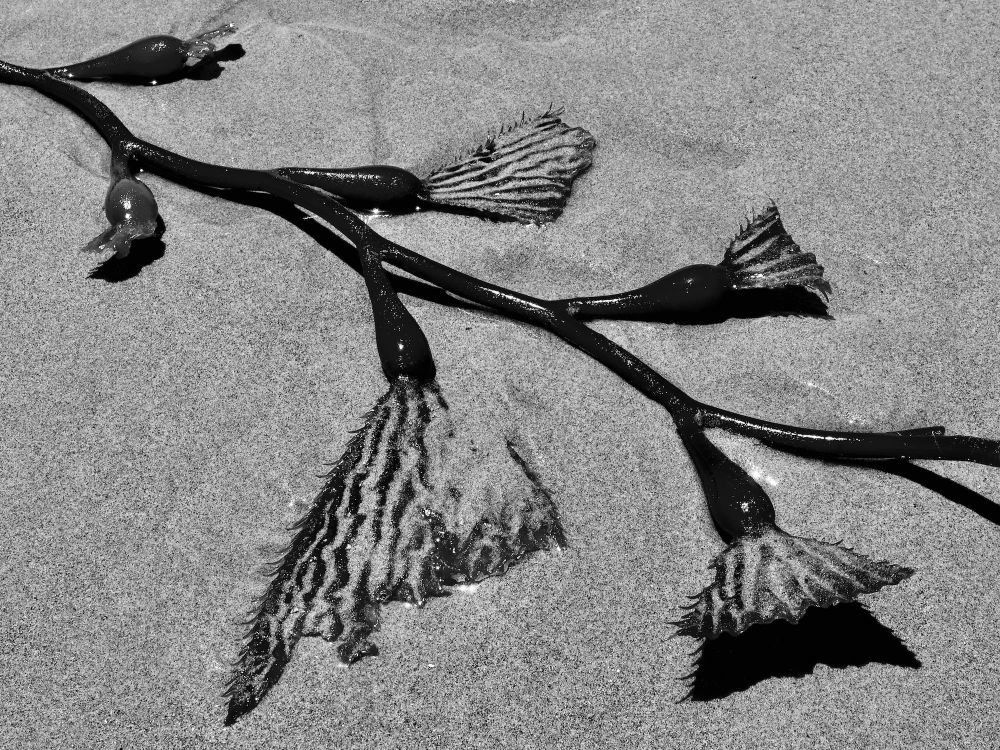 Kelp on the Beach
Carpenteria, California