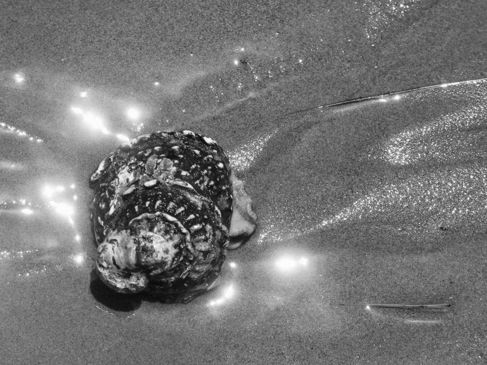 Turban Snail Shell
Carpenteria, California