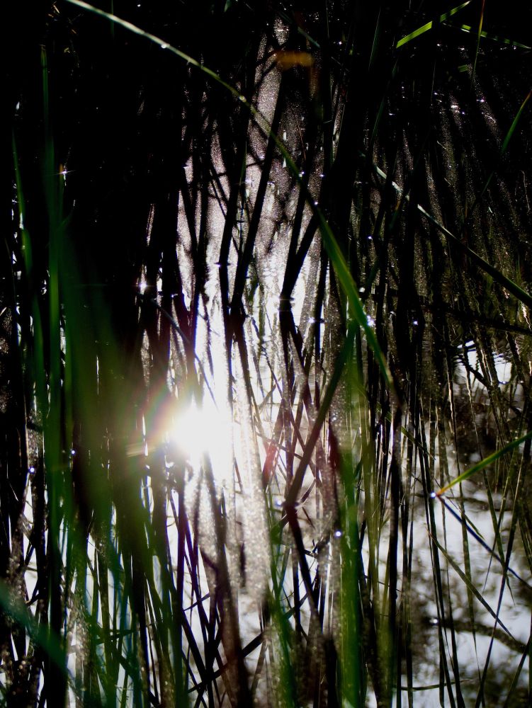Cattail Linescape
September 1, 2025