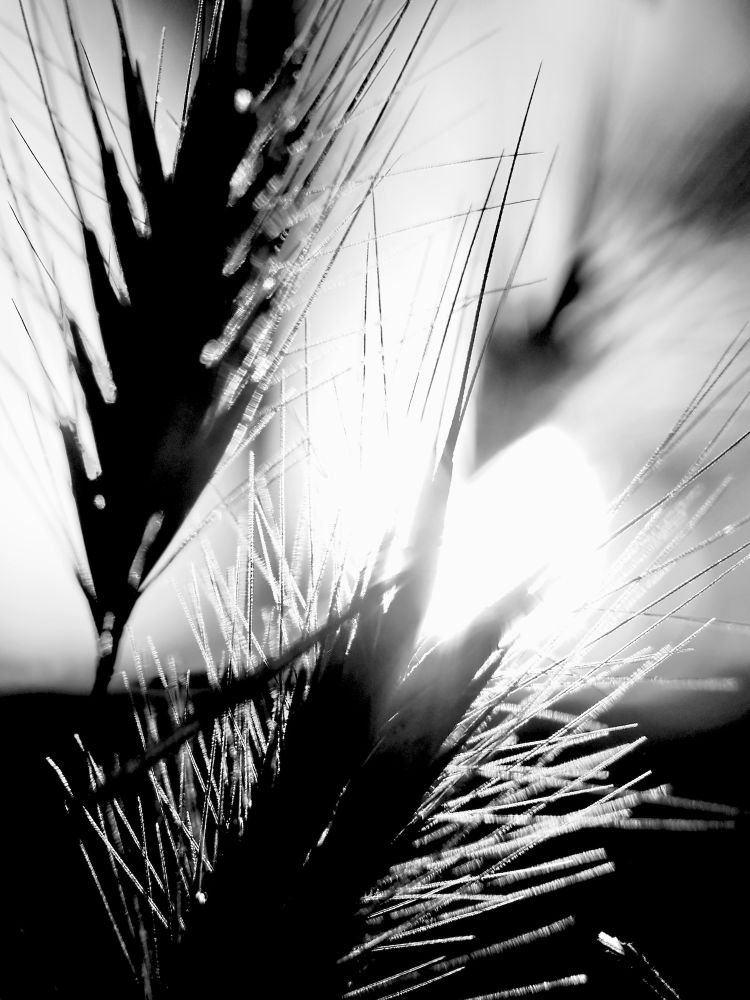 Dried Grass
Rosemead, California
July 30, 2025
